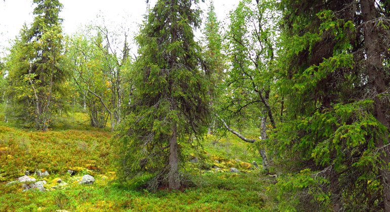 Bilden visar reservatets glesa granskog som växer närmare bergets topp.