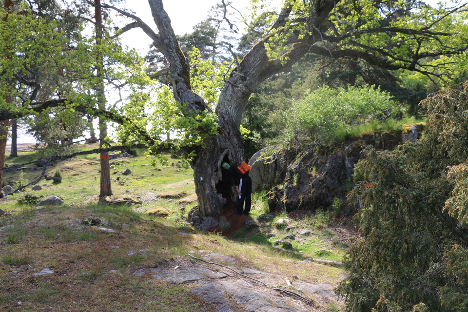 En person tittar in i en hålighet i ett träd.