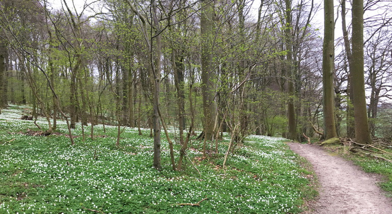 På våren blommar vitsipporna.