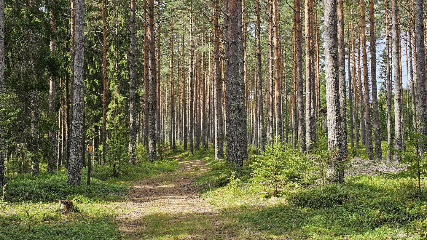 Led genom hög tallskog.