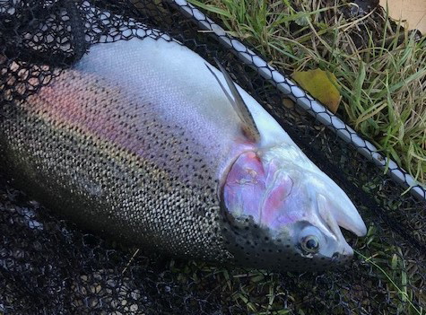 Fiske i Kolbäcksån