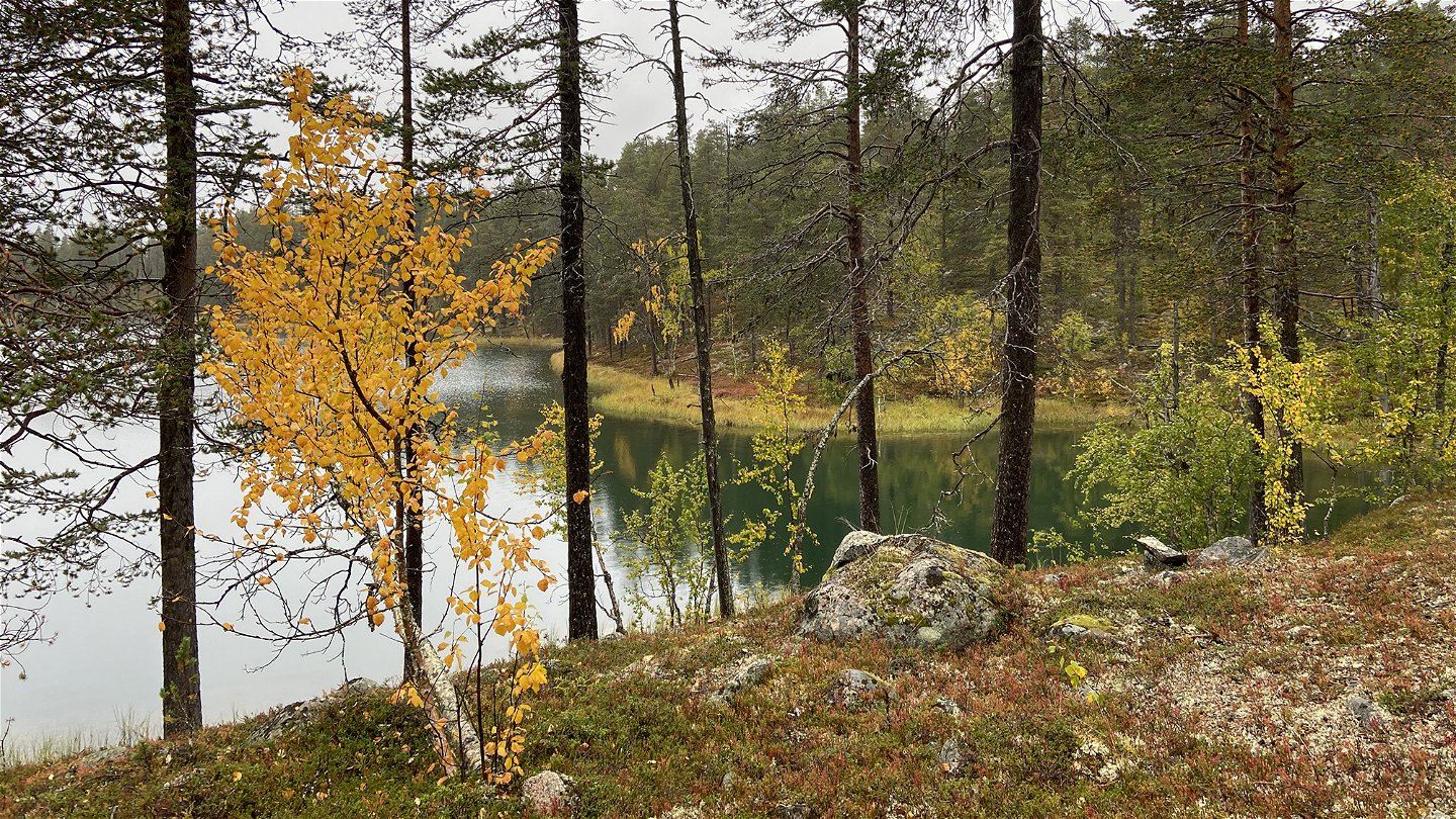 A lake with coniferous forest around it.