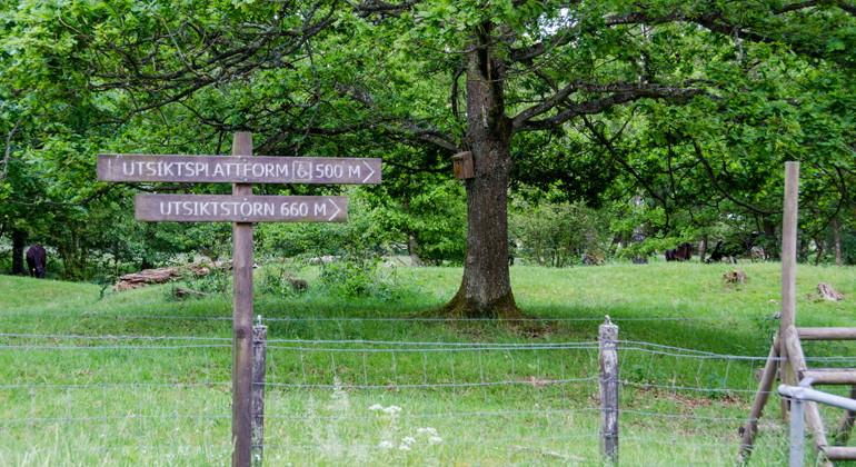 Kohagen vid parkeringen vid Gäddängen och sjön.