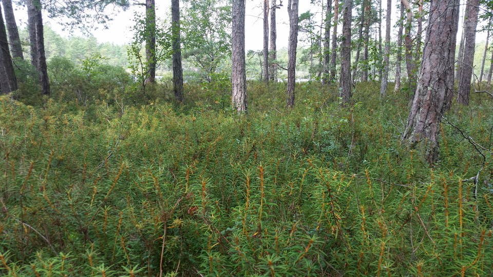 Mosse med skvattram intill Svartsjön.