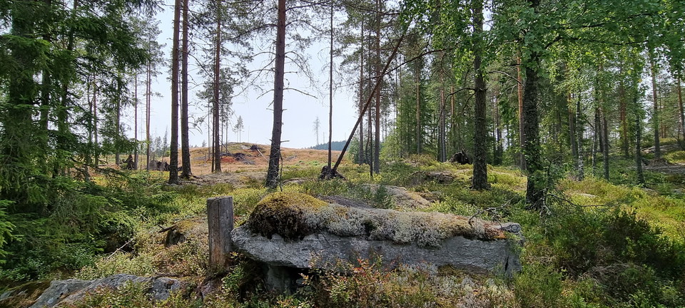 Skogsterräng med hygge och granar. 