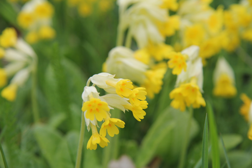 Gullviva i närbild.