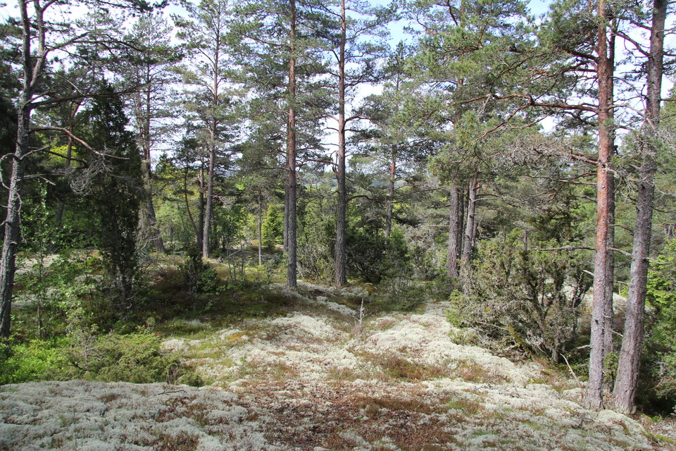 Mossbeklädd berghäll.