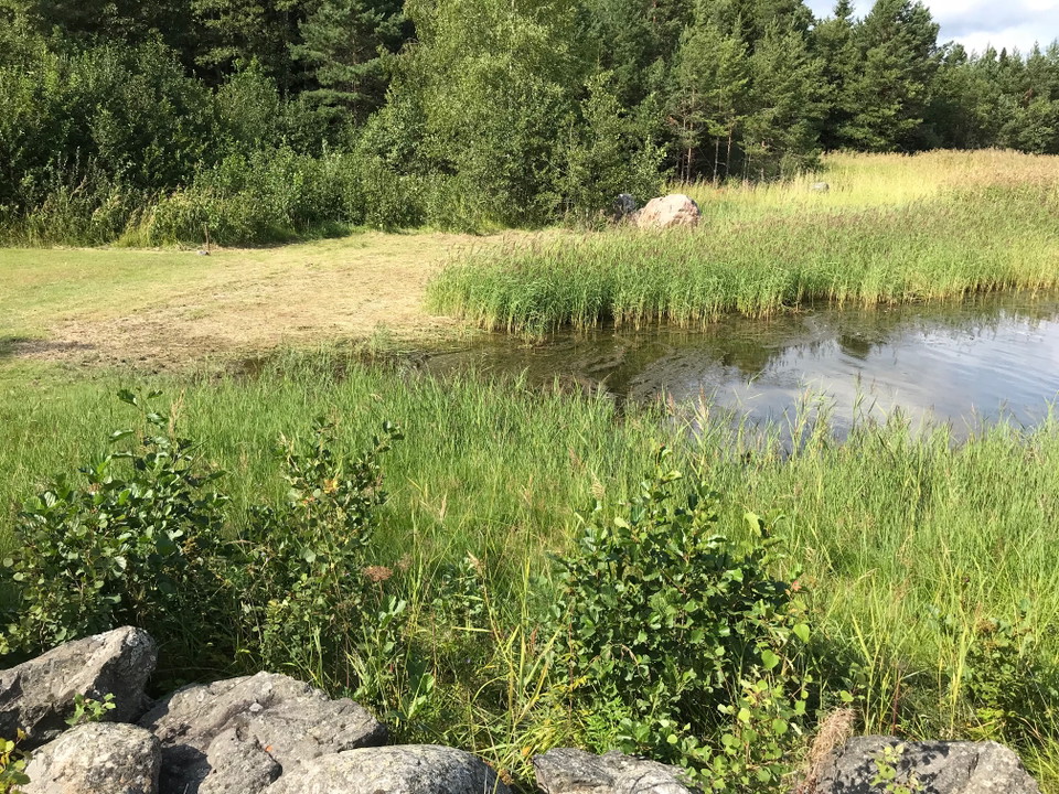 Havsbad med grässtrand och vass