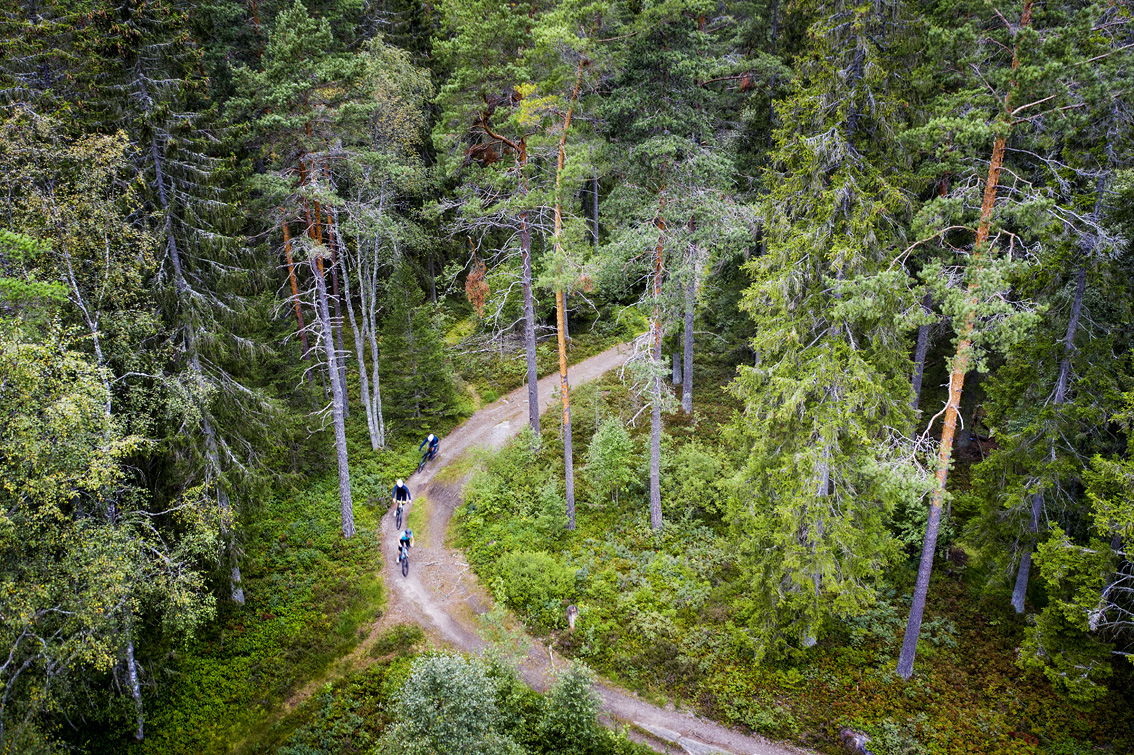 MTB-cykling i skogen