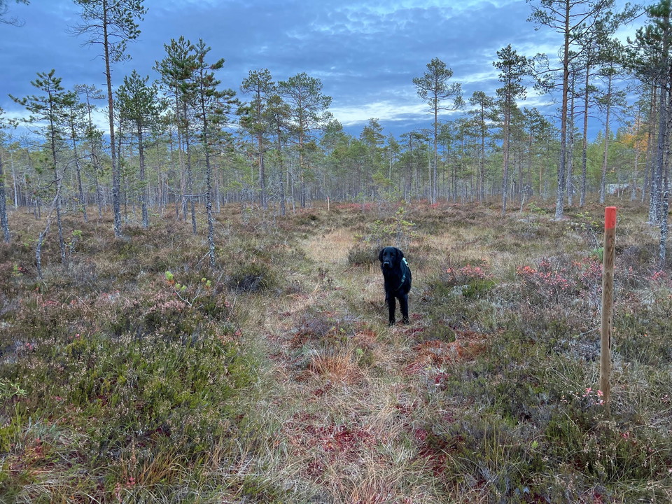 Bitvis går leden över blöta myrar.