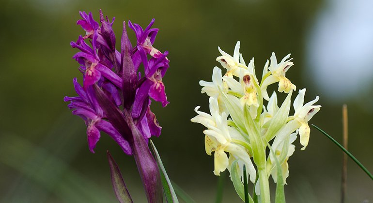 Orkidén Adam och Eva som har antingen röda eller vita blommor.