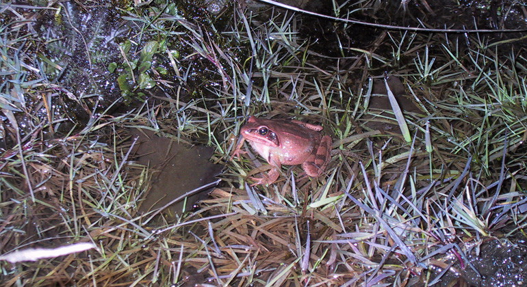 Långbensgroda.