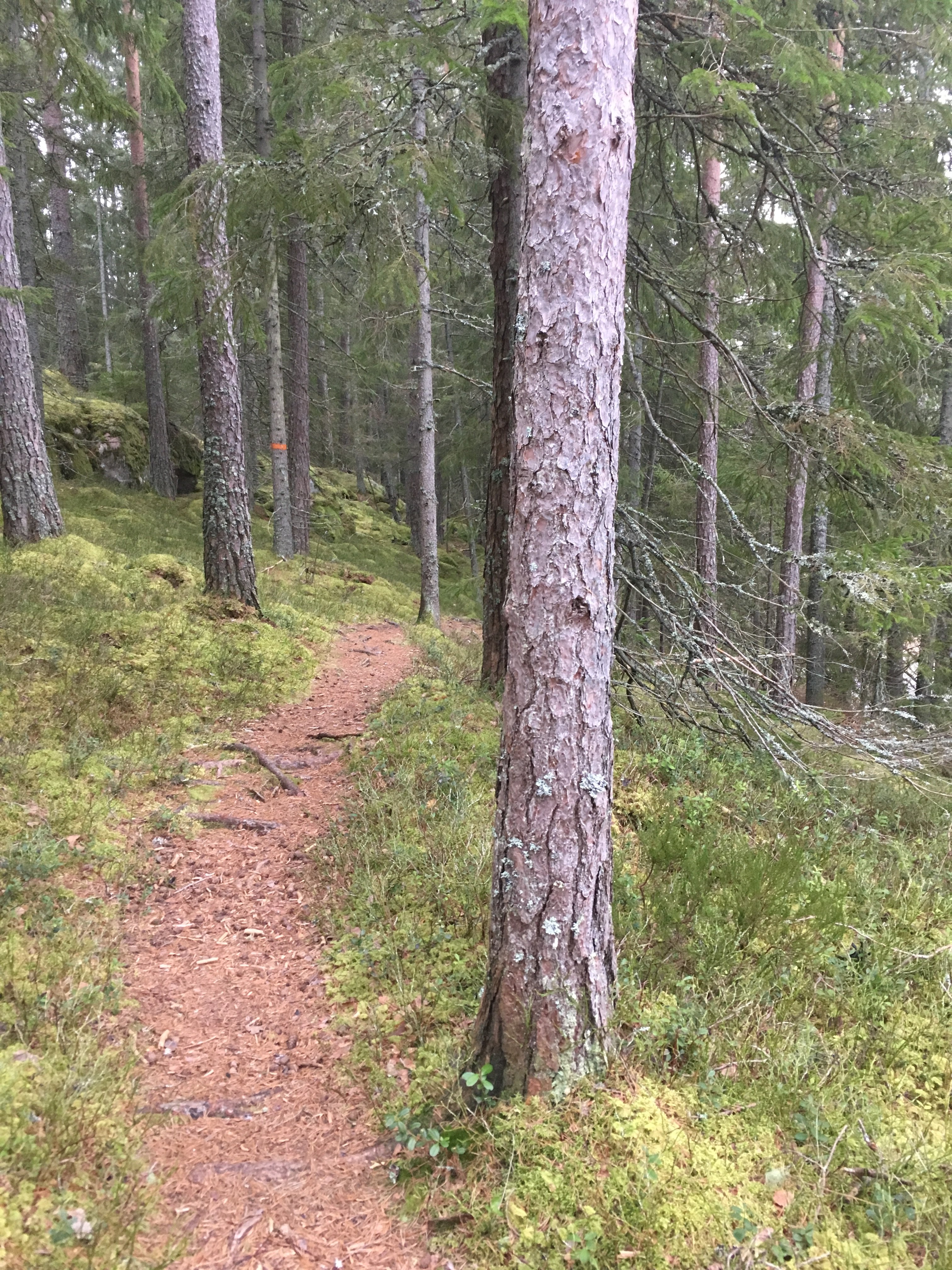 En stig i skogen