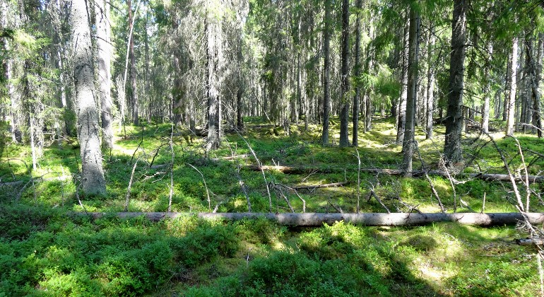 Kvickneåsen. Foto Björn Nilsson