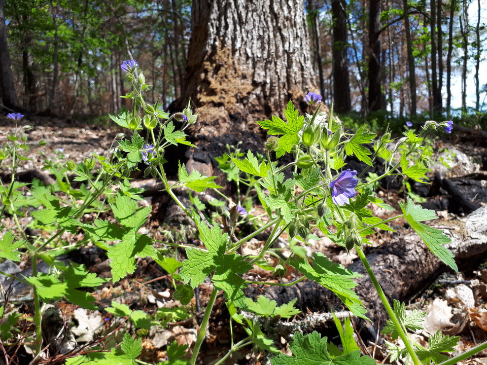 Brandnäva blommar efter naturvårdsbränning med en ek i bakgrunden