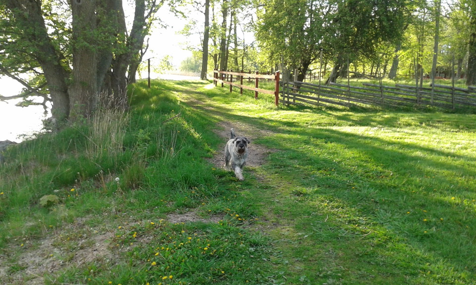 Hund och gräs