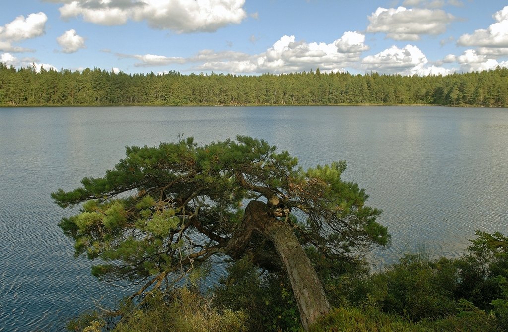 Stora Envättern nature reserve.