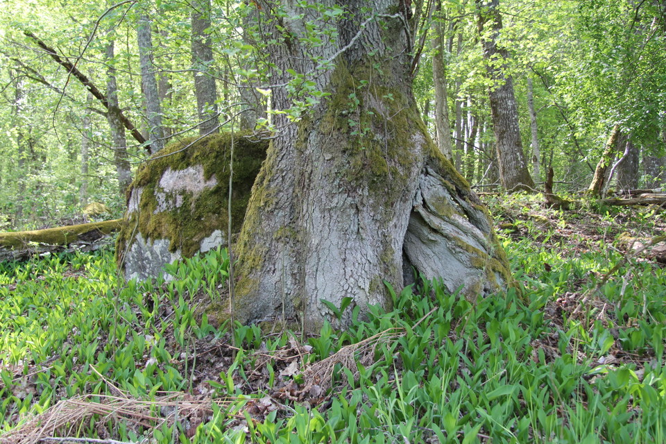 Liljekonvaljblad spränger upp ur marken mot en sprucken trädstam.