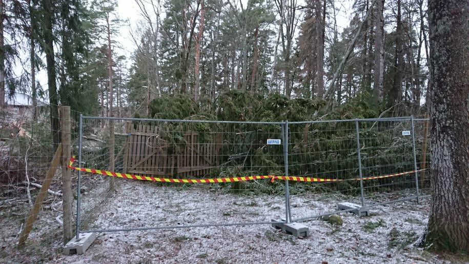 Nedfallna träd