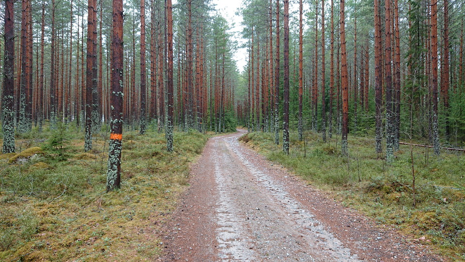 Grusväg på väg mot Norra Morsjön