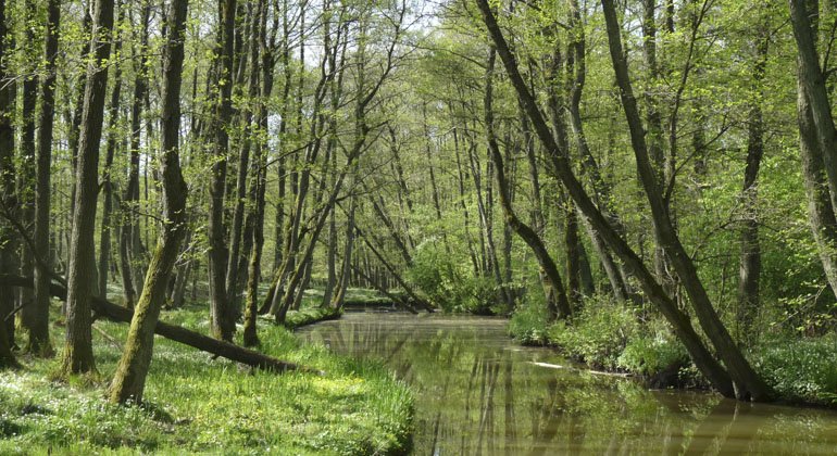 grönskande skog och en å som rinner genom reservatet