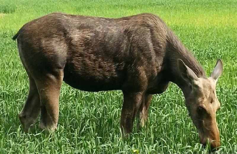 Moose safari in Trøgstad