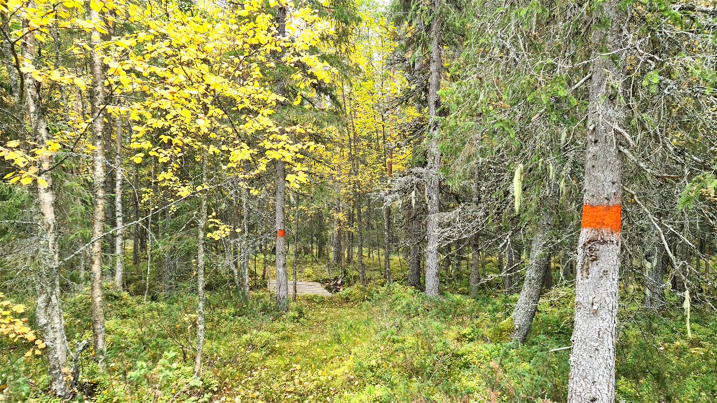 En skog med en stig som är markerad med orange färg på träden.