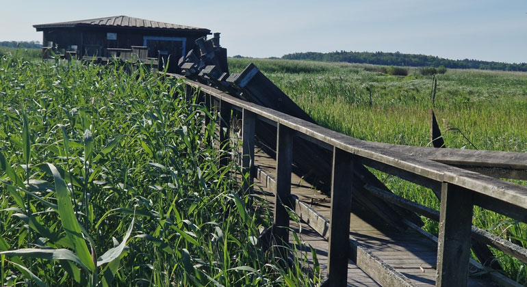 Bild på plank som fallit över en gångbro i blåsten.