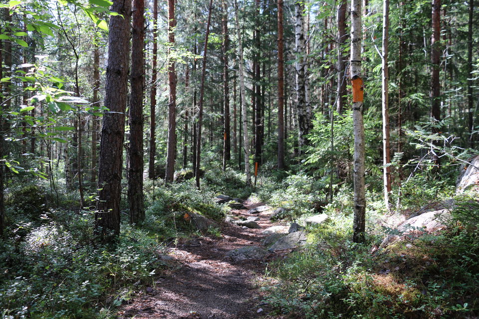 Stig genom skog.