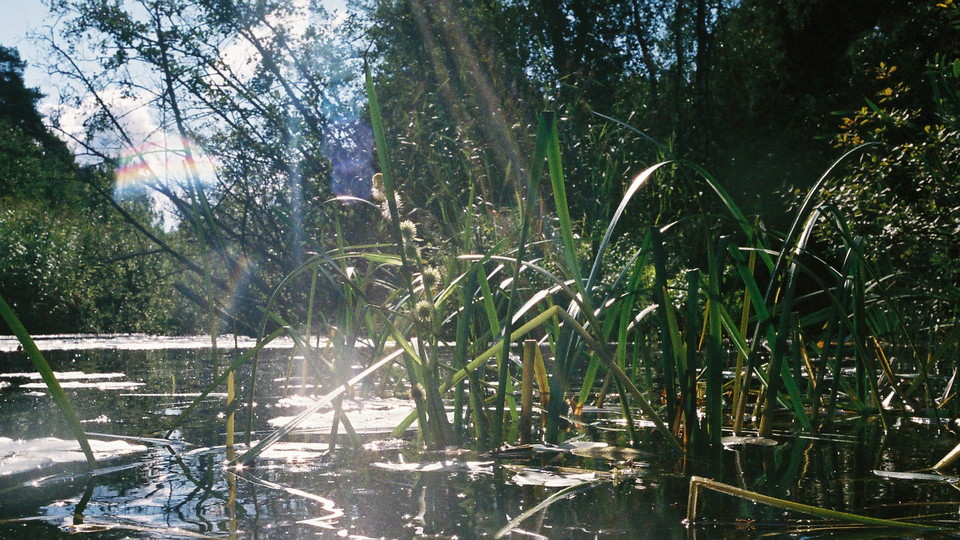Igelknopp i Stockbysjön. Foto Lidingö stad