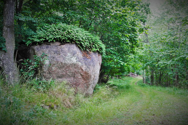 Farsbovikens naturreservat