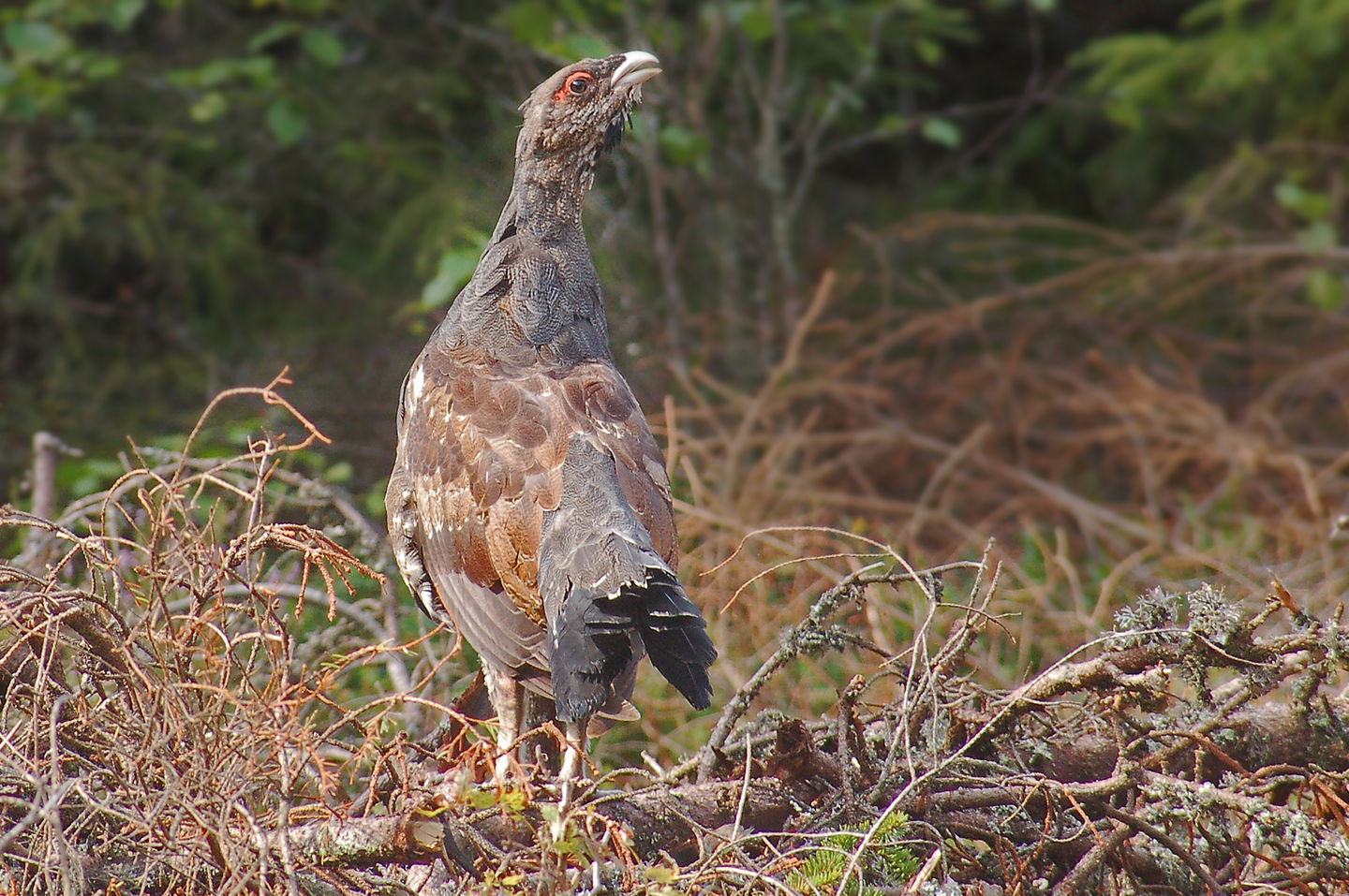 Fotograf: Tobias Ivarsson