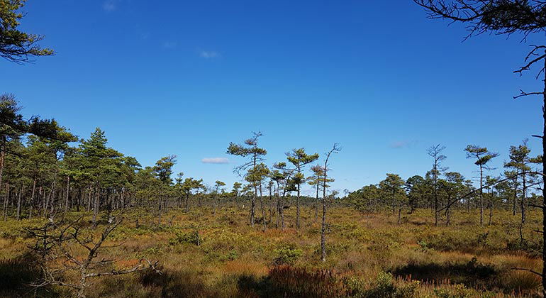 Vy över Getamossen