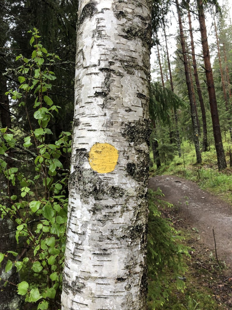 Gul markering på vandringsstig Stora Envättern.