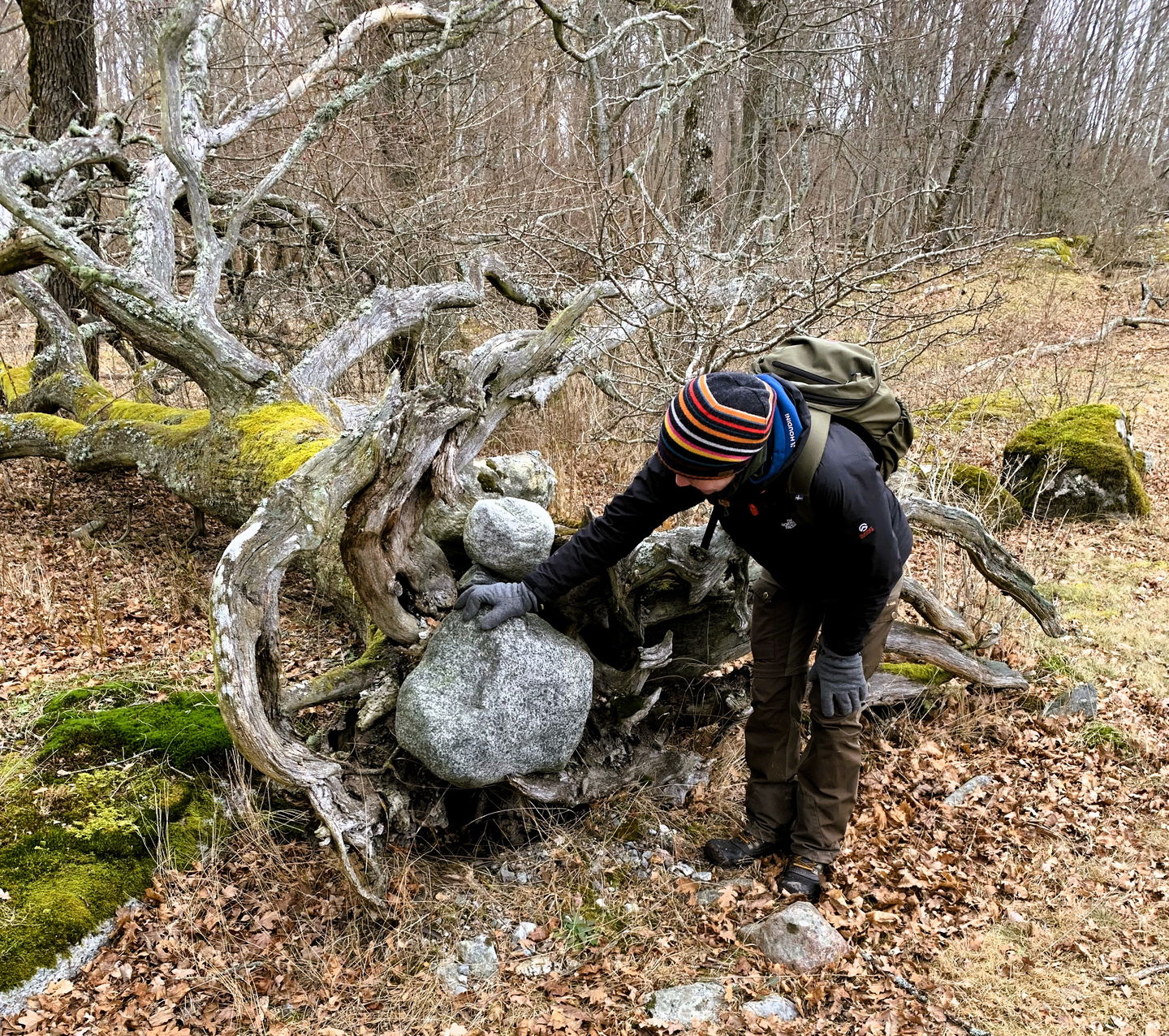 Spännande fynd under en fallen ek, Eldgarnsö.