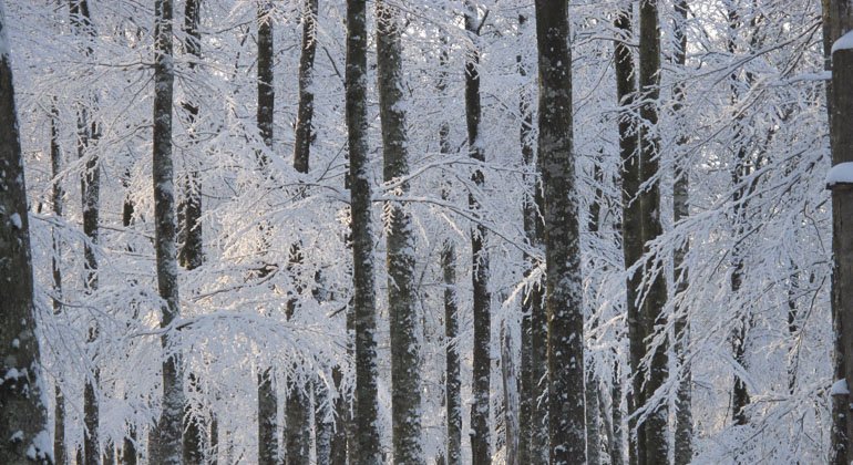 Närbild på träd i reservatet en kall vinterdag, vilket synd på löven som är vita av frost.