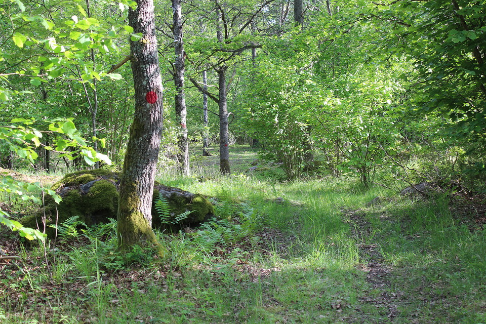 Stig med röd ledmarkering på ett träd.