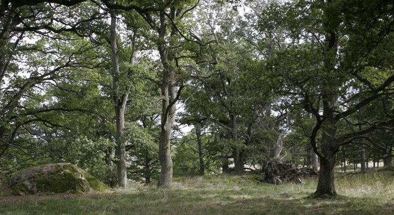Solberga, Naturreservat
