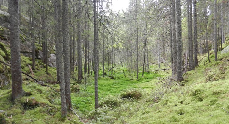 Ängtjärnshöjden.