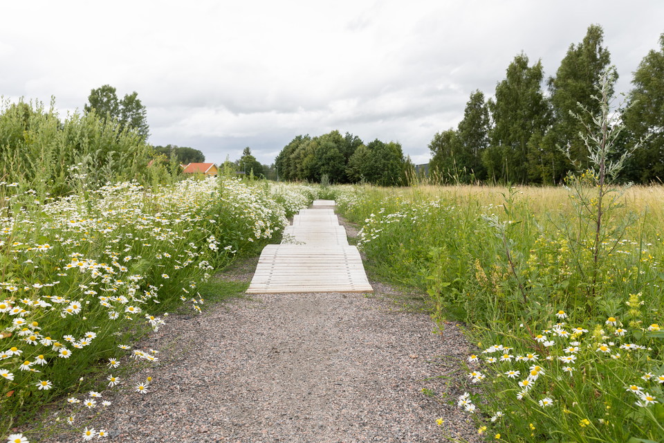 Vy över pumptracken. Ramp med många gupp i mitten av banan.