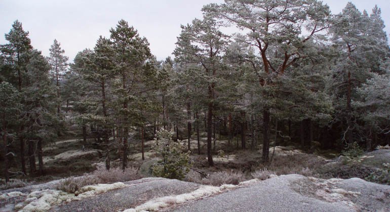 Grannässkogens naturreservat.