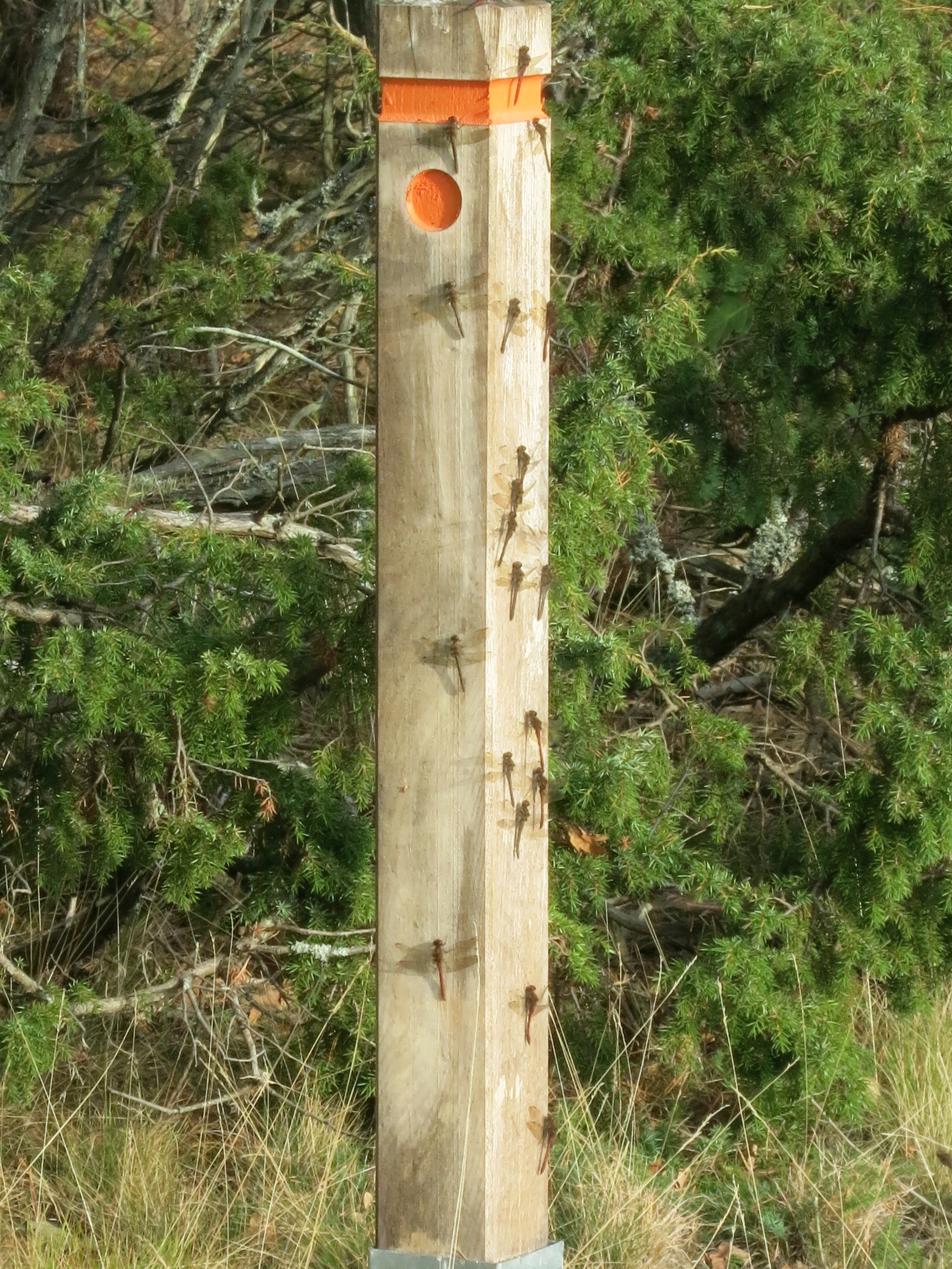 trollsländor på ledmarkeringsstolpe