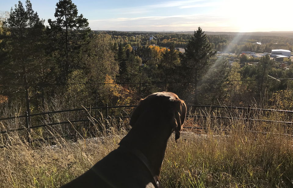 Fint soligt höstväder och en brun hund som tittar bortåt över utsikten från berget