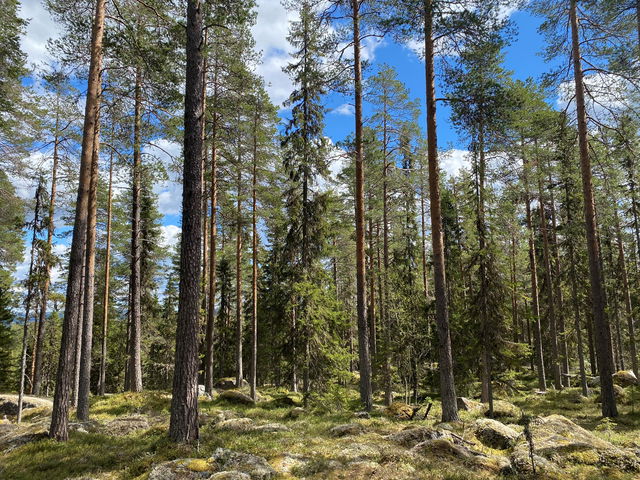 Tjärnmyran