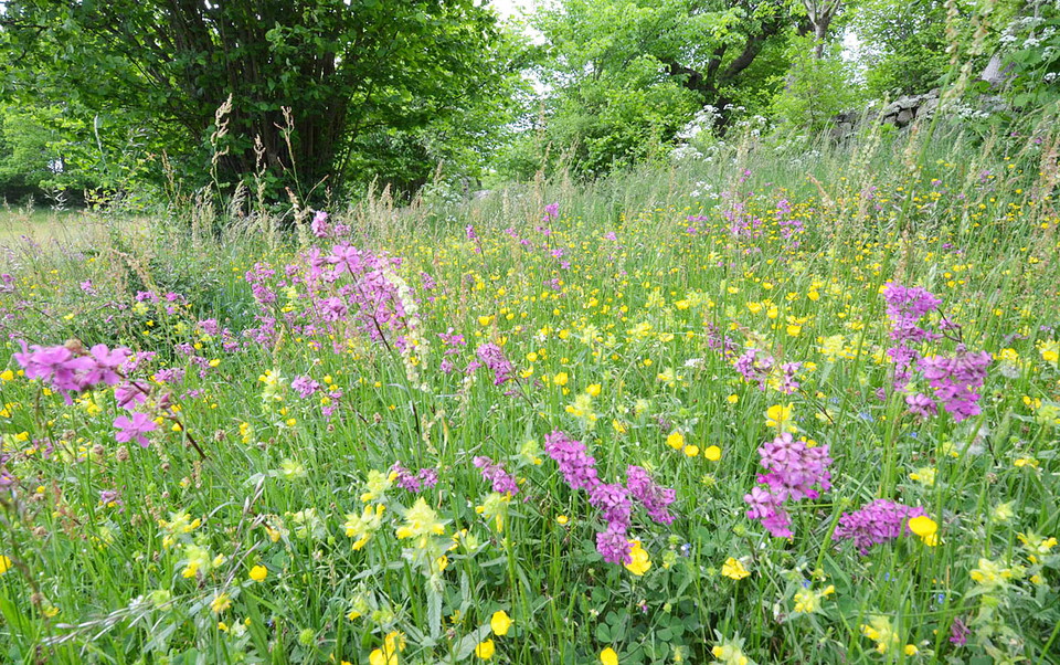 Ängsblommor
