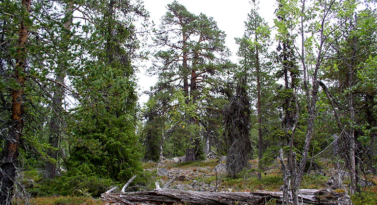 Tjappesvare.