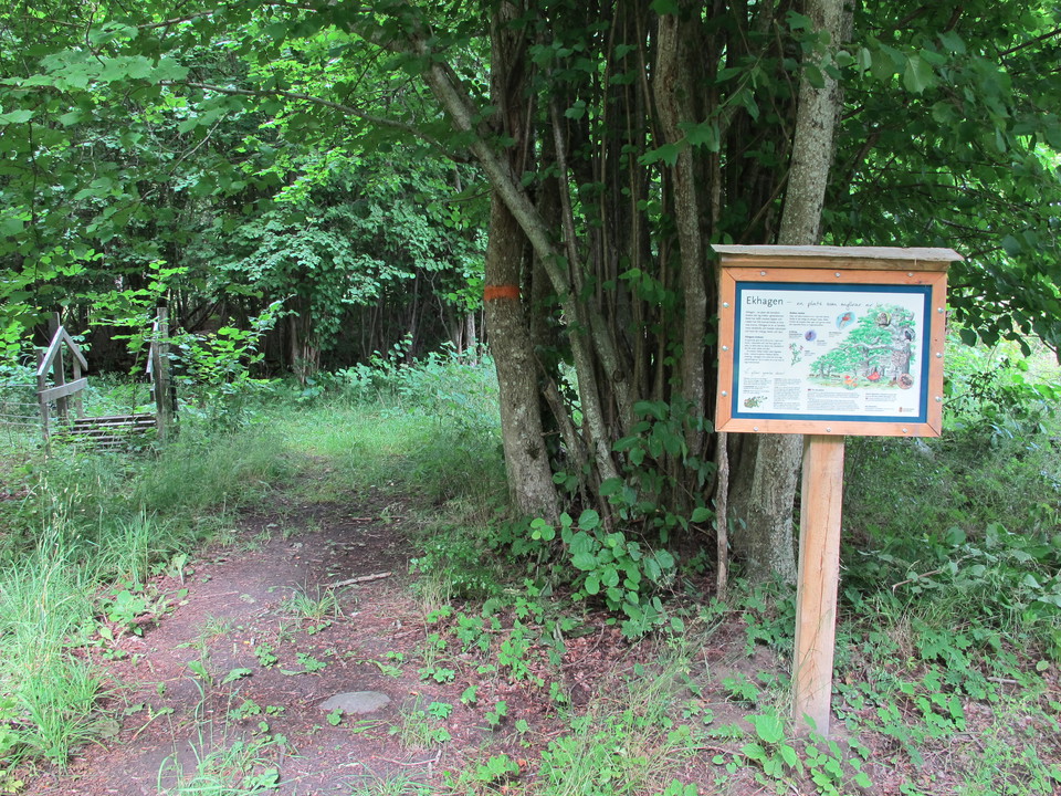 Gamla ekhagar längs orange stigen. 