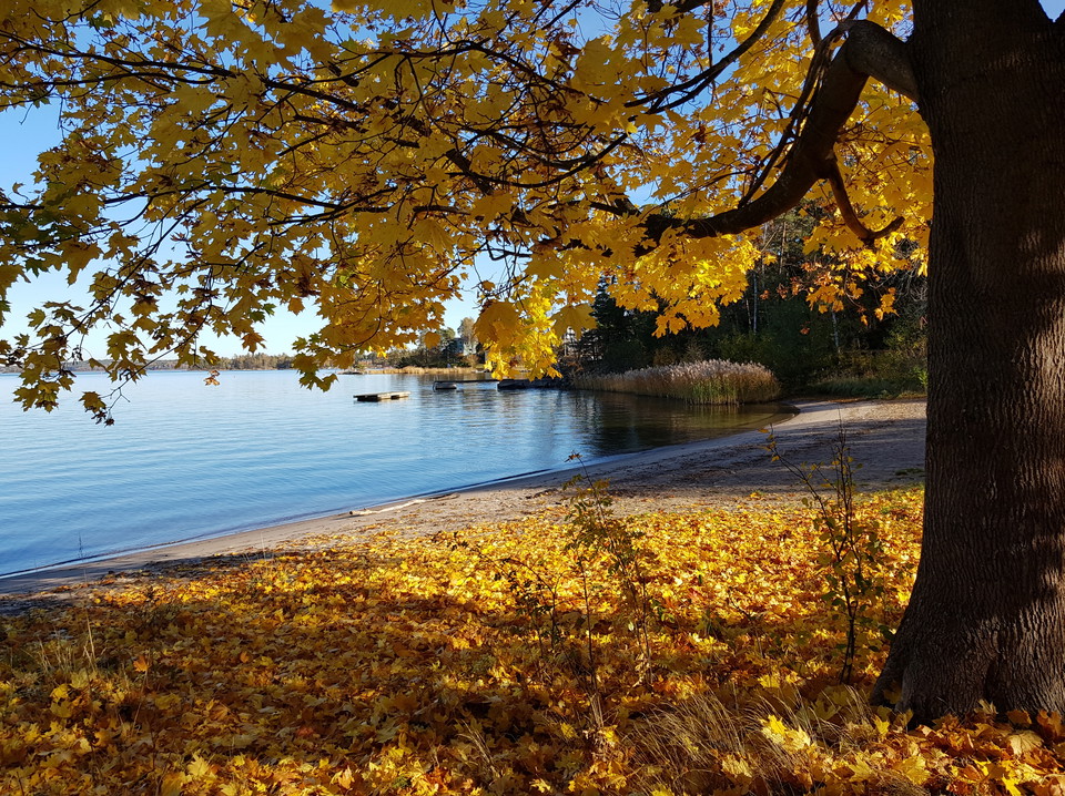 Lönn i höstfärger vid Sticklingebadet. Foto Lidingö stad