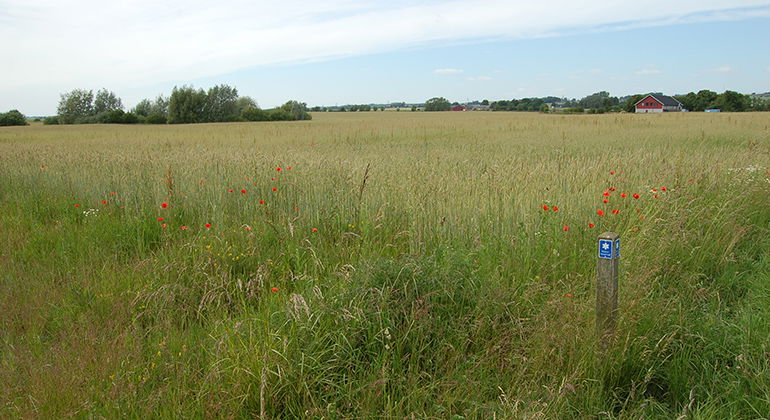 Dalby Västermark har en mycket ovanlig åkerogräsflora.