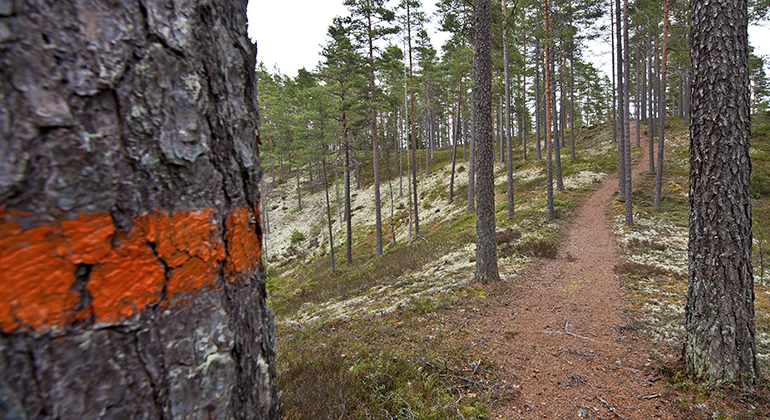 Vandringslederna på Brattforsheden är markerade med orange färg på träden. 